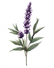 Naklejka premium Lavender flower isolate on white background, calming purple,