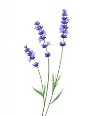 Lavender flower isolate on white background, calming purple,