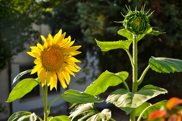 Girasoles, helianthus annuus, en un jardín en primavera