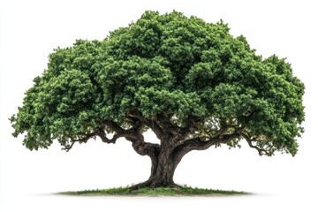 Oak tree with lush foliage, isolated on white background, natural shadows, clean cutout