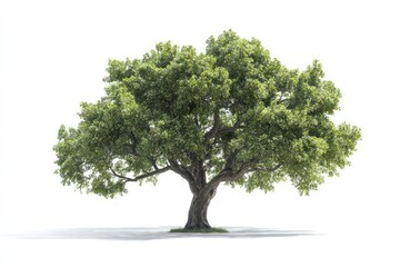 Obraz premium Oak tree with lush foliage, isolated on white background, natural shadows, clean cutout