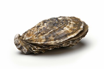 A beautifully crafted oyster shell lies on a clean surface. Its intricate textures and colors draw the eye. Perfect for nature lovers and culinary enthusiasts. Generative AI