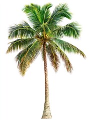 Palm tree isolate on white background, tropical setting,