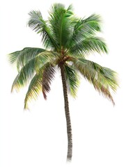 Palm tree isolate on white background, tropical setting,
