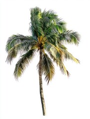 Palm tree isolate on white background, tropical setting,