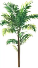 Palm tree with long green leaves, isolated on white, summer tropical vibes