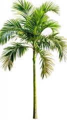 Obraz premium Palm tree with long green leaves, isolated on white, summer tropical vibes