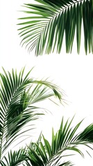 Palm tree with long green leaves, isolated on white, summer tropical vibes