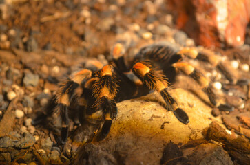 *Spinne*