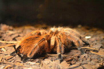 *Spinne*