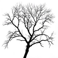 Silhouette of a bare tree, no leaves, isolated on white, intricate branches visible