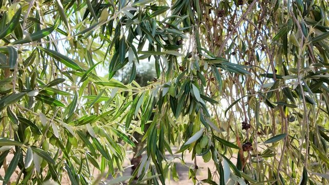 ramas de oliva moviendose con el viento