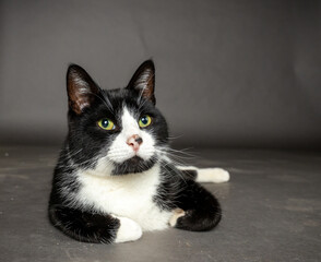 Portrait of black and white cat lying down on neutral background