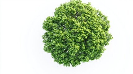 Obraz premium Top view of tree isolate on white background, aerial perspective,