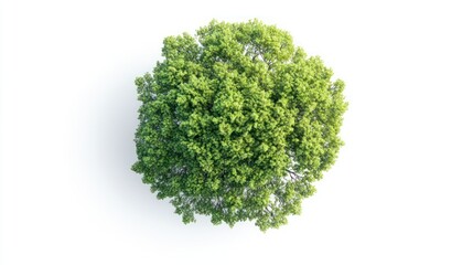 Fototapeta premium Top view of tree isolate on white background, aerial perspective,