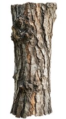 Fototapeta premium Tree trunk isolate on white background, rough bark texture,