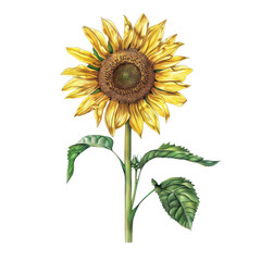 Fototapeta premium A bright sunflower isolated on a white background