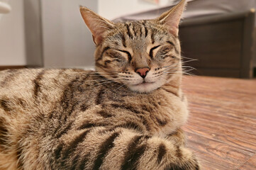 bengal cat sits and looks