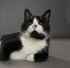 Portrait of black and white cat lying down on neutral background