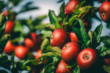 Red apples on tree ready to be harvested. Ripe red apple fruits in apple orchard.