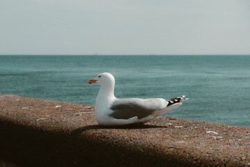 seagull