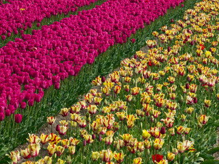 Egmond an der holländischen Nordseeküste