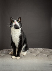 black and white cat on dark background looking up