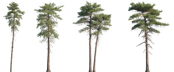 Set of Pinus lambertiana (commonly known as the sugar pine or sugar cone pine) frontal isolated png on a transparent background perfectly cutout	