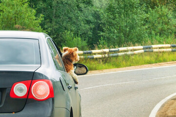 A small dog looks out of an open car window and looks at the road. Rear view. Background.