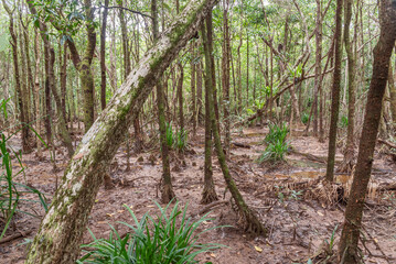 Tropical rainforest in Daintree River National Park in Queensland, Australia. 