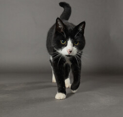 Isolated black and white cat walking on grey background