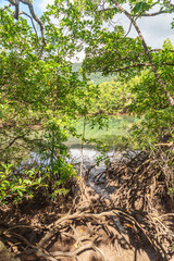 Tropical rainforest in Daintree River National Park in Queensland, Australia. 