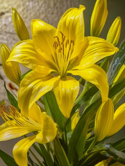 Obraz premium yellow lily flower