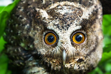 Close-up of an owl with striking eyes and feathers, perching in the branches