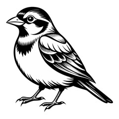 Naklejka premium Sparrow line art vector, silhouette ,line cut , black and white line draw