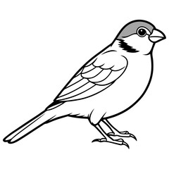 Obraz premium Sparrow line art vector, silhouette ,line cut , black and white line draw