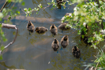 A wild duck swimming in the lake with her newborn chicks