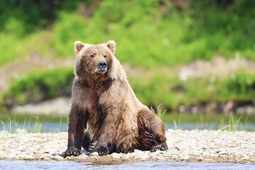 A Brown bear sitting  on the bank of the Alagnak River in Alaska.    We were staying at a fishing lodge in Alaska on the Alagnak River and this bear was sitting on the bank.