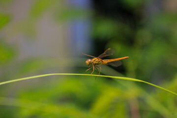 A close-up photograph of a dragonfly perched delicately on a blade of grass, capturing its intricate details and the beauty of nature.