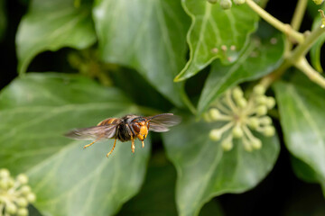 Asian hornet Vespa velutina nigrithorax, an introduced and acclimated species in Europe
