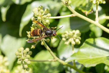 Asian hornet Vespa velutina nigrithorax, an introduced and acclimated species in Europe
