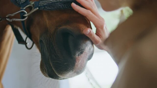 Cowgirl hand caressing equine at paddock closeup. Unknown woman stroking horse