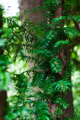 Close-Up of Evergreen Needles on Tree Trunk in Forest