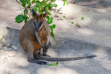 Closeup of kangaroo in Kuranda Koala Gardens in Queensland, Australia. Kuranda village is located in World Heritage rainforest 1000 feet above Cairns.