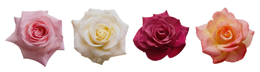 Four Roses in a Row Isolated on Transparent Background
