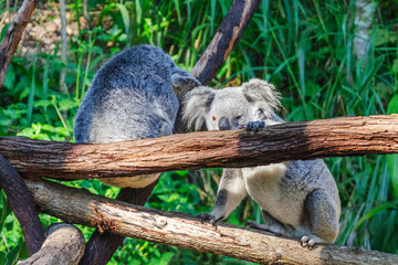 Cute koala bear in Kuranda Koala Gardens in Queensland, Australia. Kuranda village is located in World Heritage rainforest 1000 feet above Cairns.