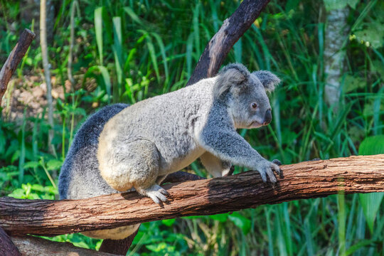Cute koala bear in Kuranda Koala Gardens in Queensland, Australia. Kuranda village is located in World Heritage rainforest 1000 feet above Cairns.