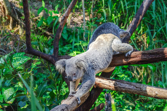 Cute koala bear in Kuranda Koala Gardens in Queensland, Australia. Kuranda village is located in World Heritage rainforest 1000 feet above Cairns.