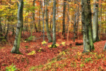 Environment, ground and trees of forest in autumn for conservation, ecology or sustainability. Background, orange leaves and wallpaper with woods in fall for eco friendly scenery, growth or season