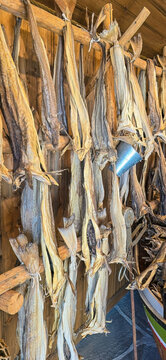 The wooden fack with dried cods in Lofoten. 